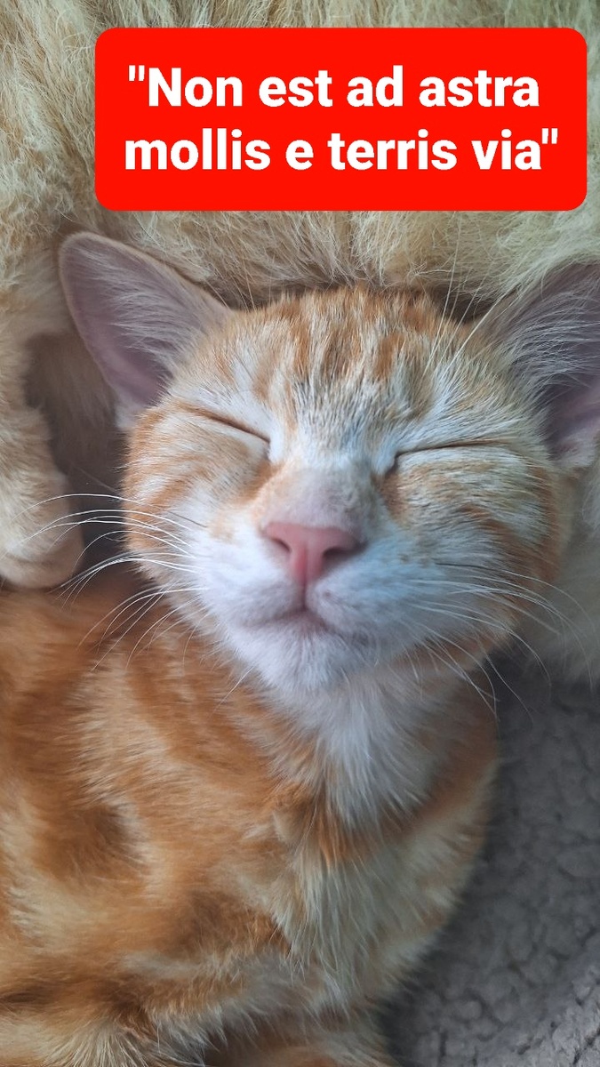 Барбариска, волшебная кошка. 