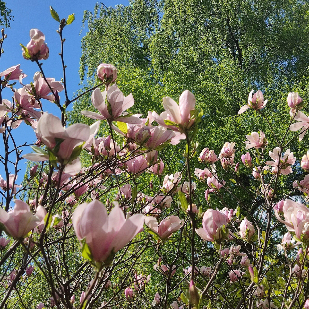 Цветение магнолии