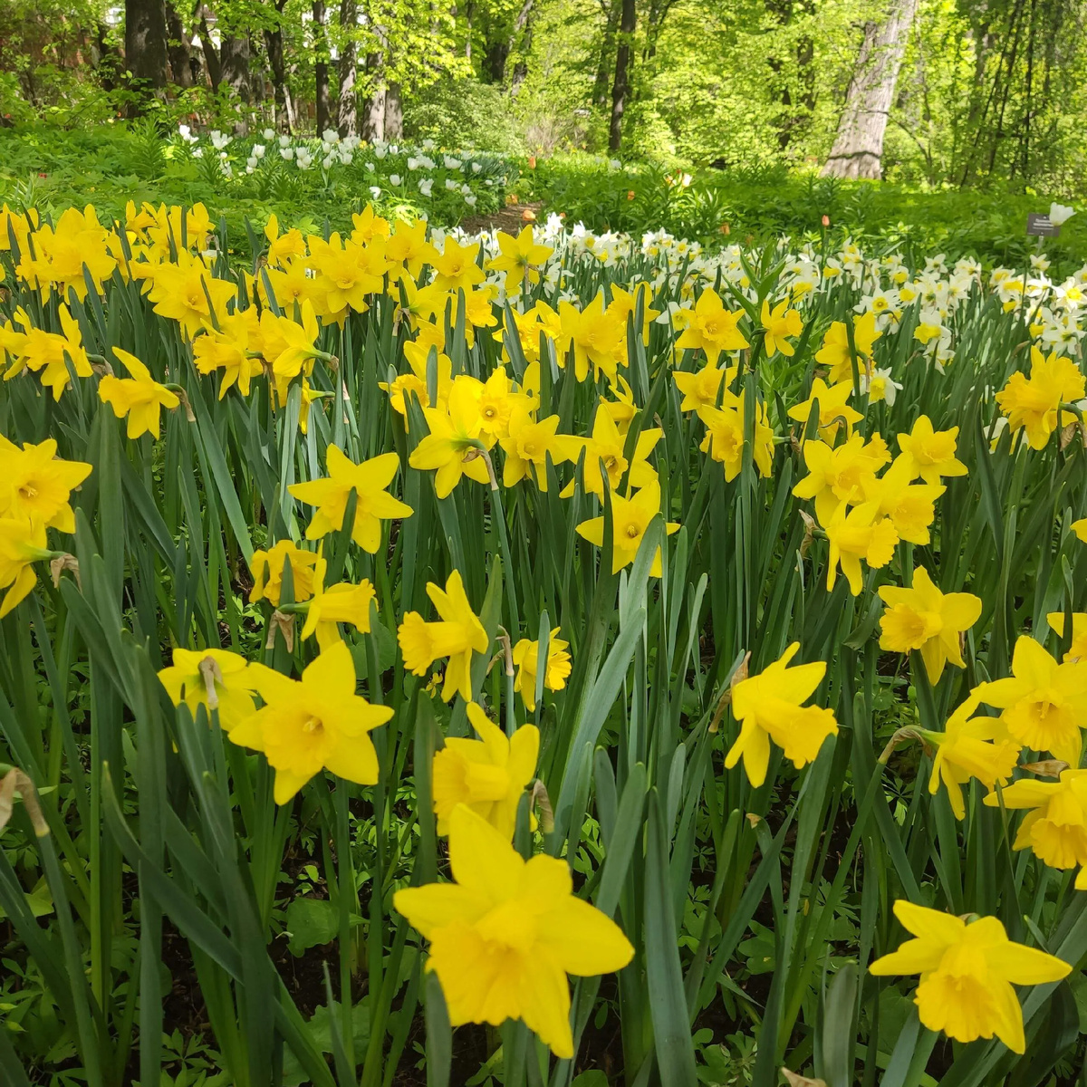 Поляна нарциссов