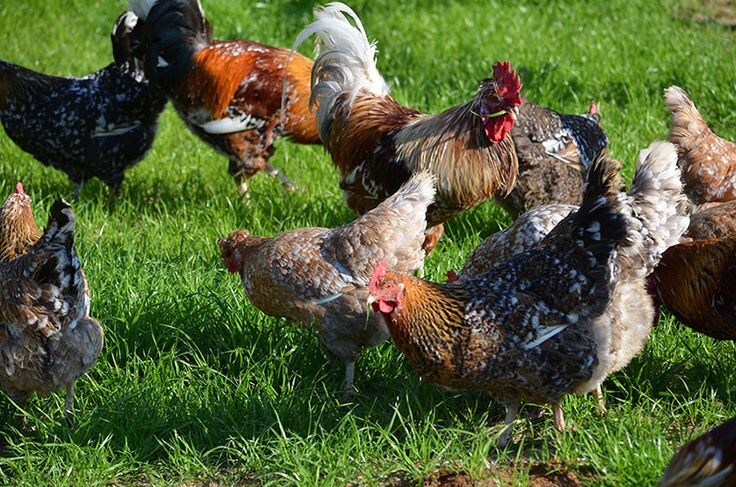 Фото из интернета. Куры.