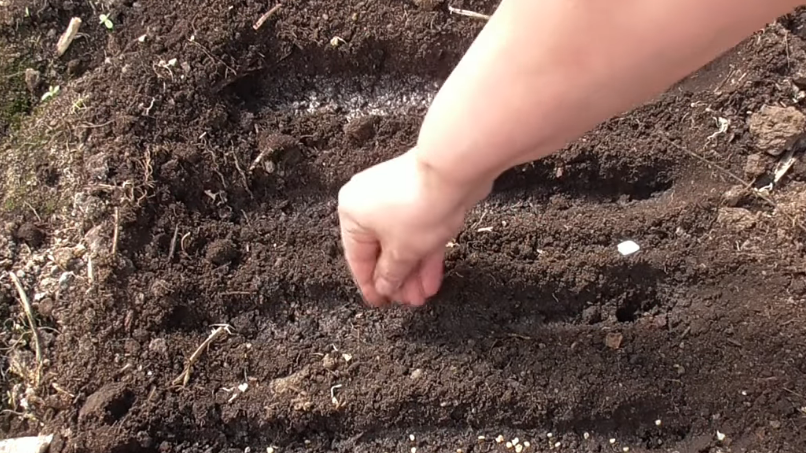 Получаю крепкую рассаду томатов без возни на подоконнике. Октябрьский посев в теплице работает 15 лет