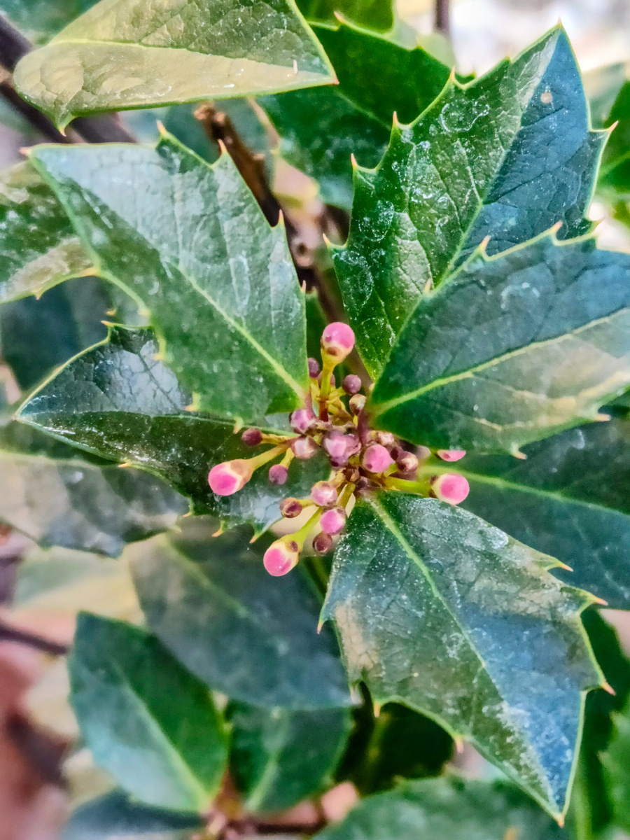 Падуб Мезерва (сорт 'Heckenblau')зацветает
