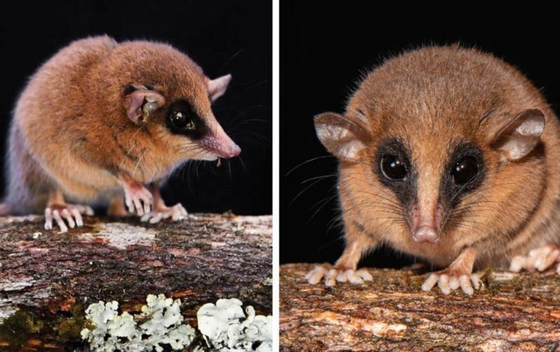     Фото: Pedro Peloso