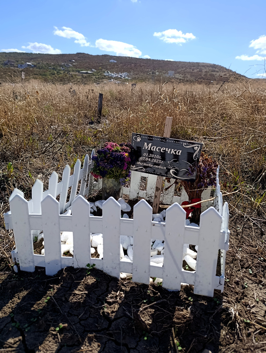 Чья-то любимица... 