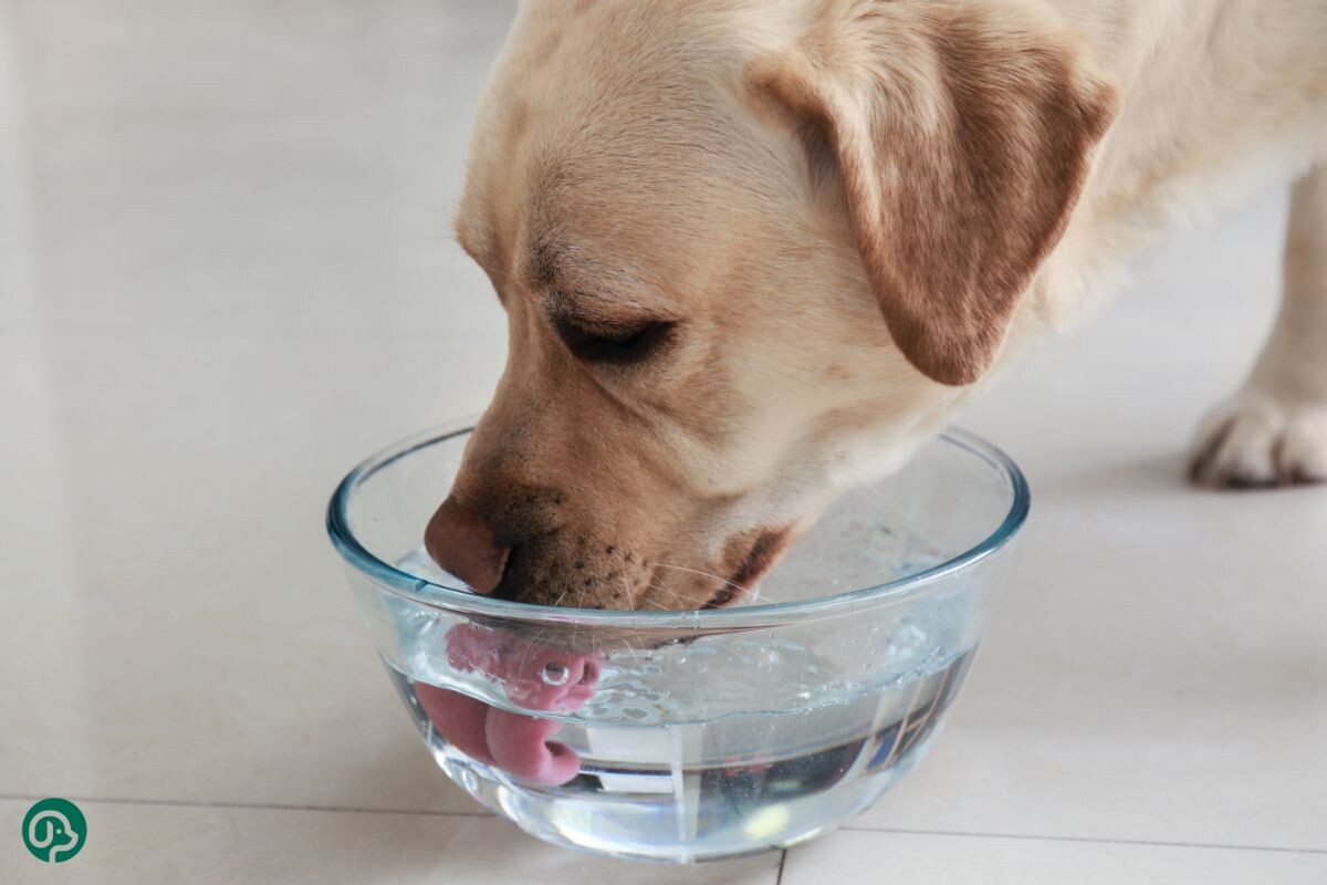Собака пьет воду 