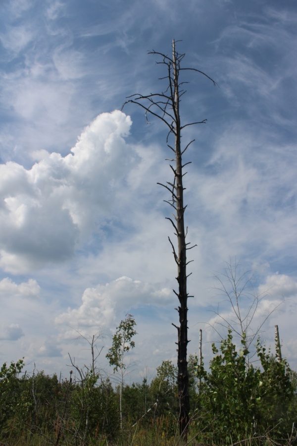 Мещёрские горельники рядом с Куршей-2. Последний пожар здесь был в 2022 году. О страшных событиях 1936 года в этом месте рассказал в своем очерке «Мещёрская драма» Василий Песков
