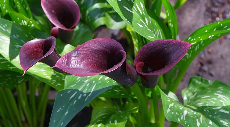 Каллы Элиотта и Реманна — это изысканные растения, которые могут стать украшением любого сада. Однако, чтобы они успешно цвели из года в год, необходимо правильно подготовить клубни к зимнему хранению. 