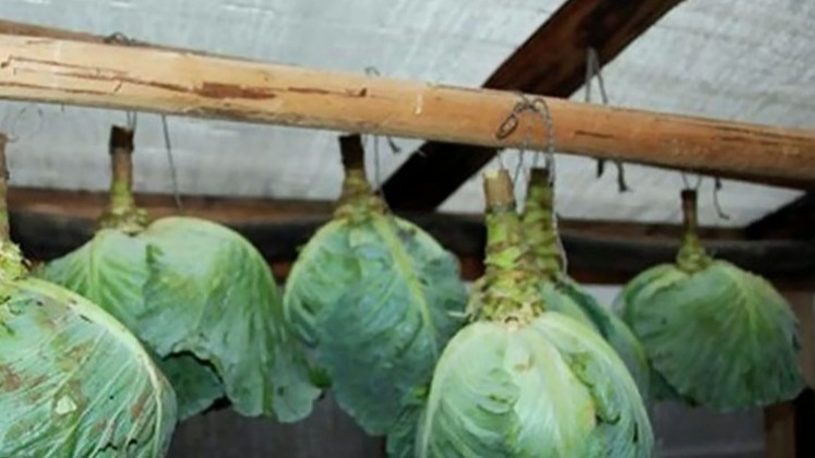 Опускаю свежую капусту в погреб через неделю после срезки. Ранняя закладка приводит к гниению