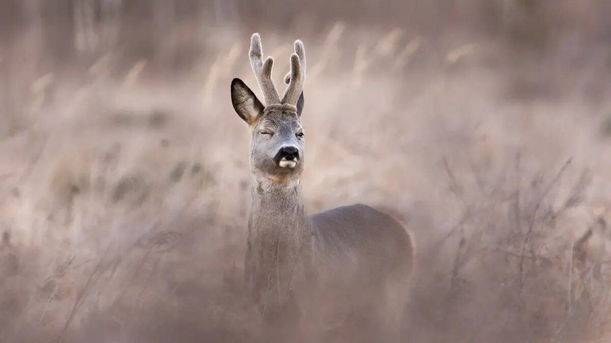    Фото: vm.ru Оливия Ильинская