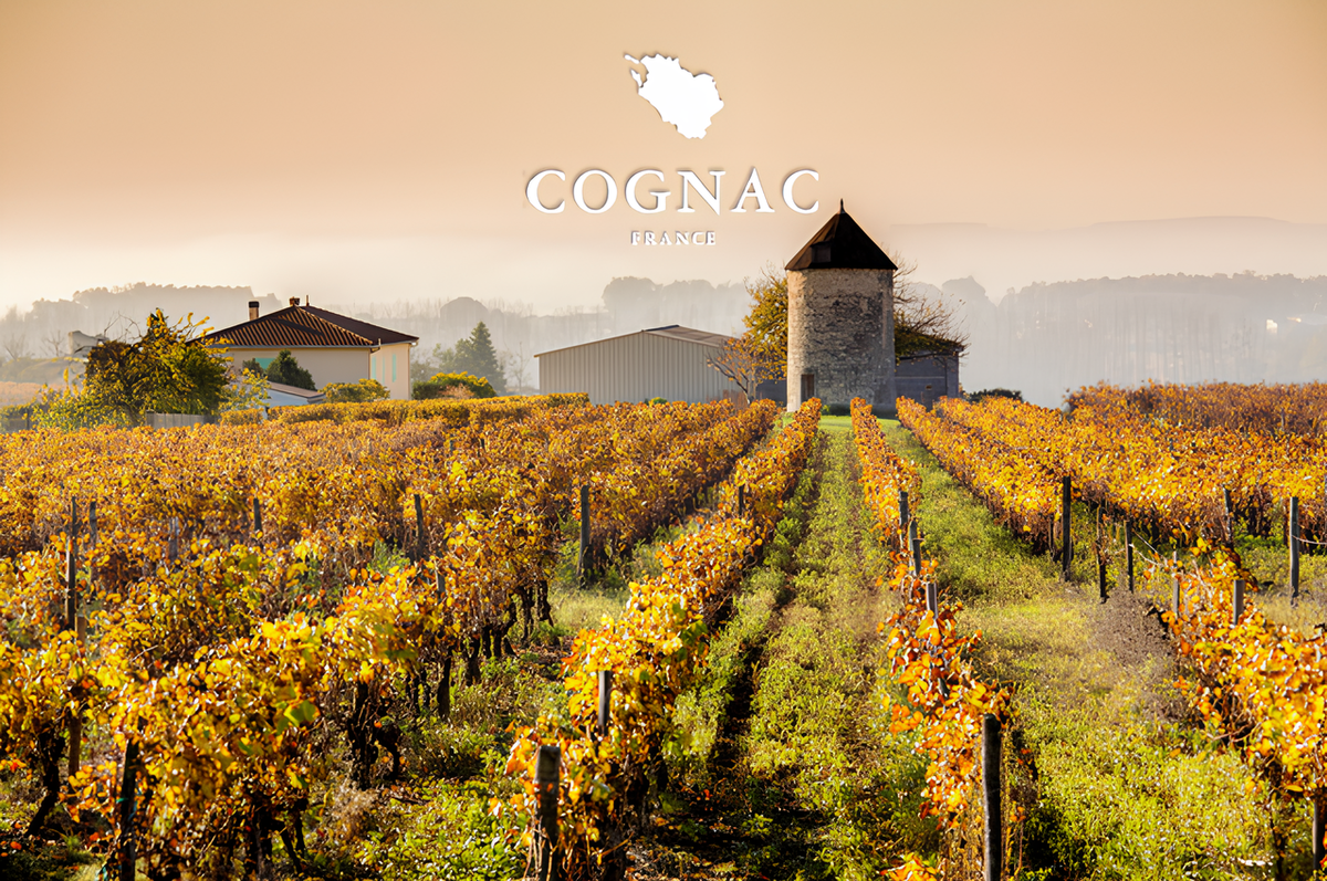 Коньяк, как продукт с высокой добавленной стоимостью, экспорт которого превышает 4 миллиарда долларов в год, является важной статьей французского экспорта