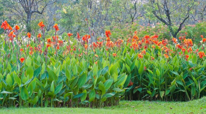 канны в цветнике