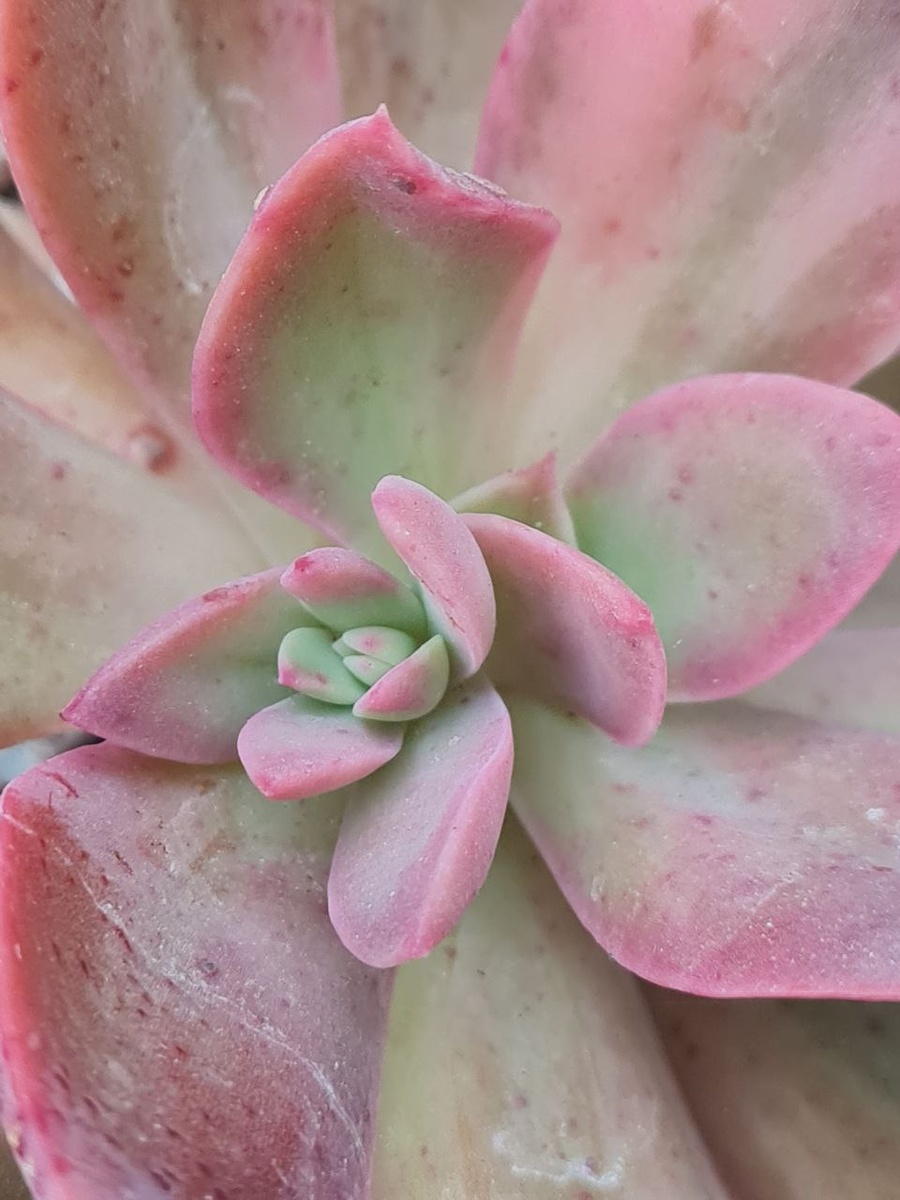 Echeveria Hanaikada. Sunny kid | Succulent