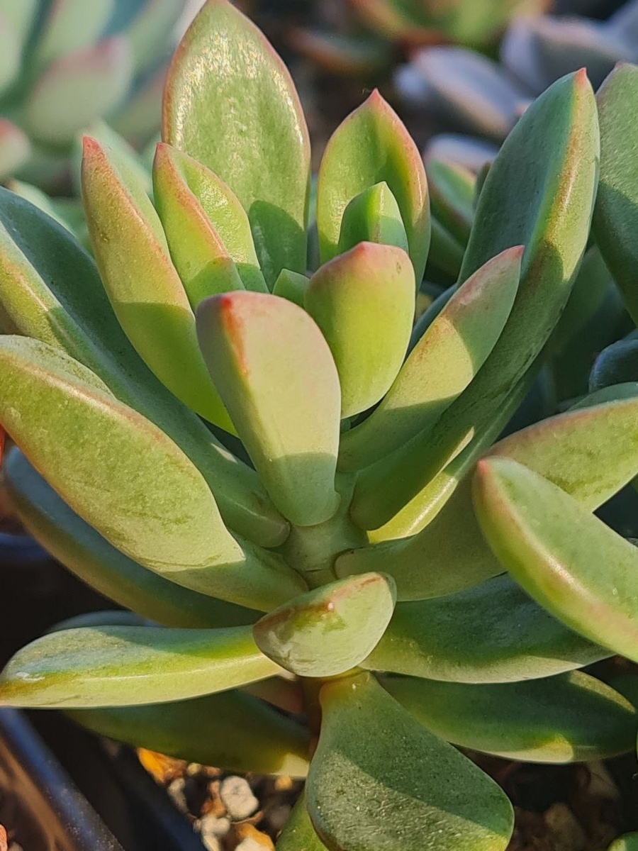 Echeveria Rezrya. Sunny kid | Succulent