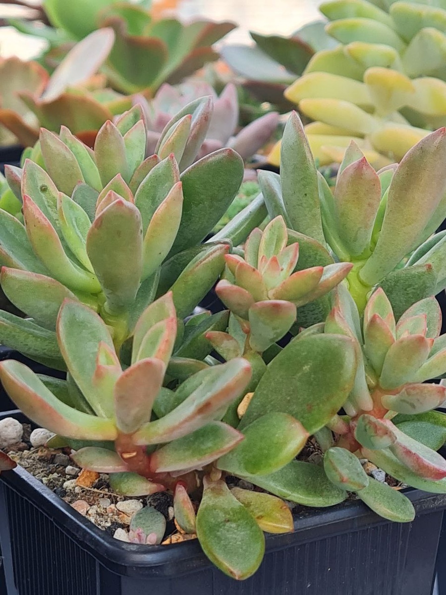 Echeveria Rezrya. Sunny kid | Succulent