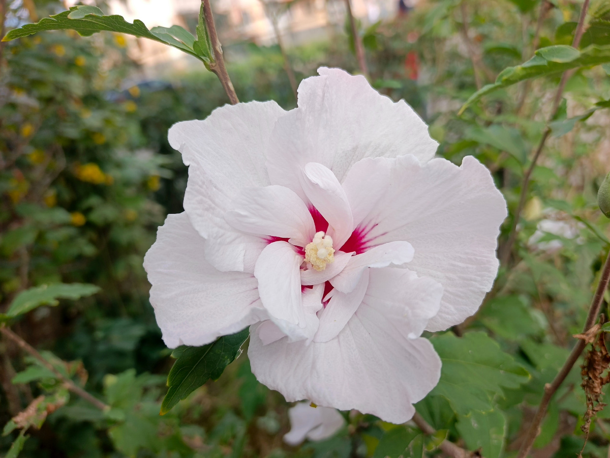 Адлер, Гибискус сирийский, сентябрь 2025 года