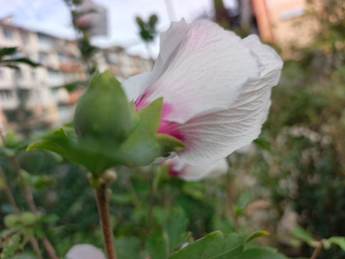 Адлер, Гибискус сирийский, сентябрь 2025 года