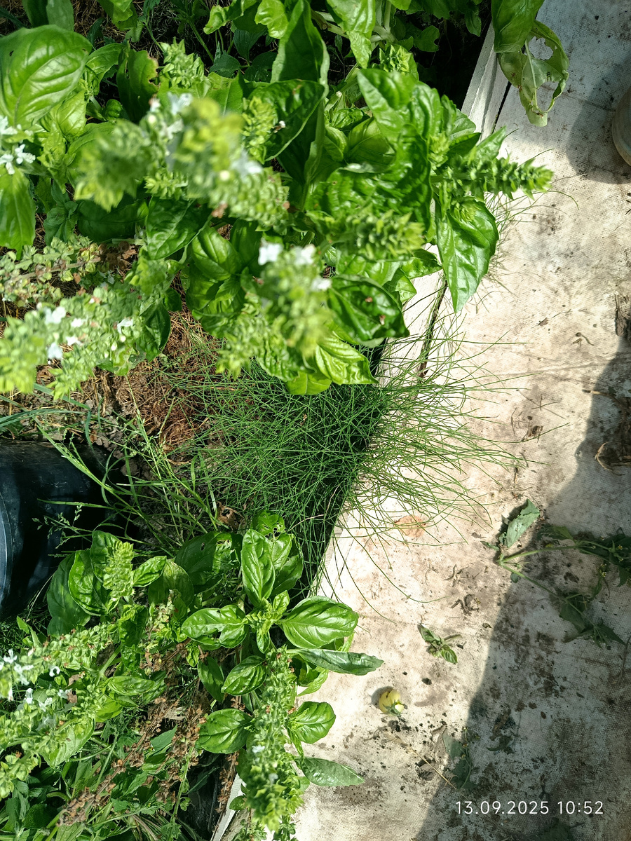 Томатная теплица