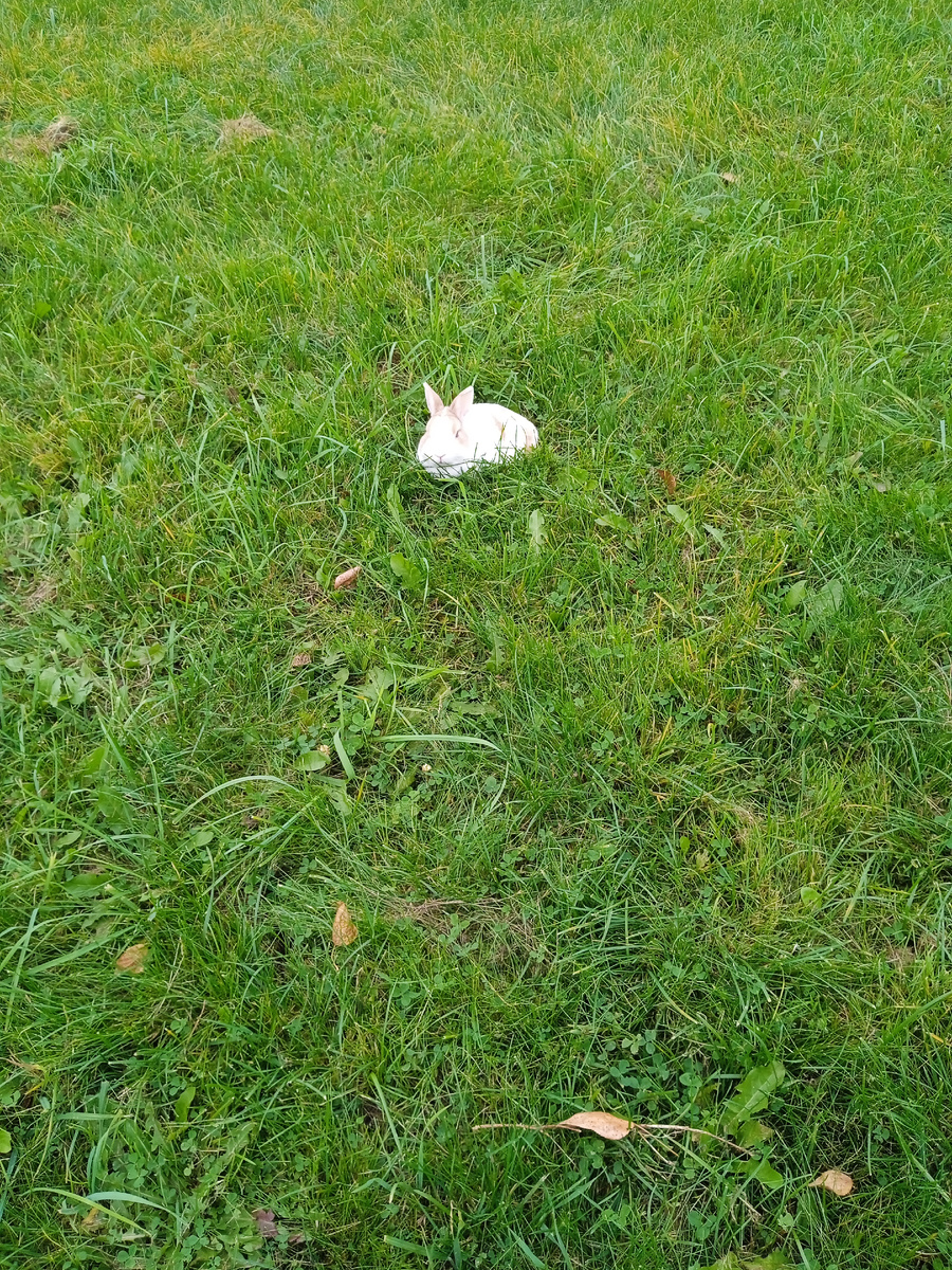 Кролик Блинчик на футбольном поле