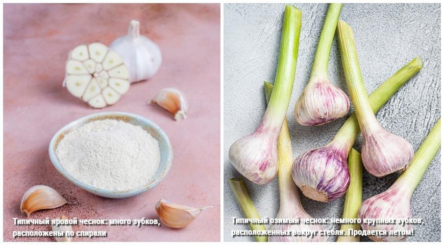 Слеваа - яровой чеснок, справа - озимый чеснок (Фото: supersadovnik.ru)