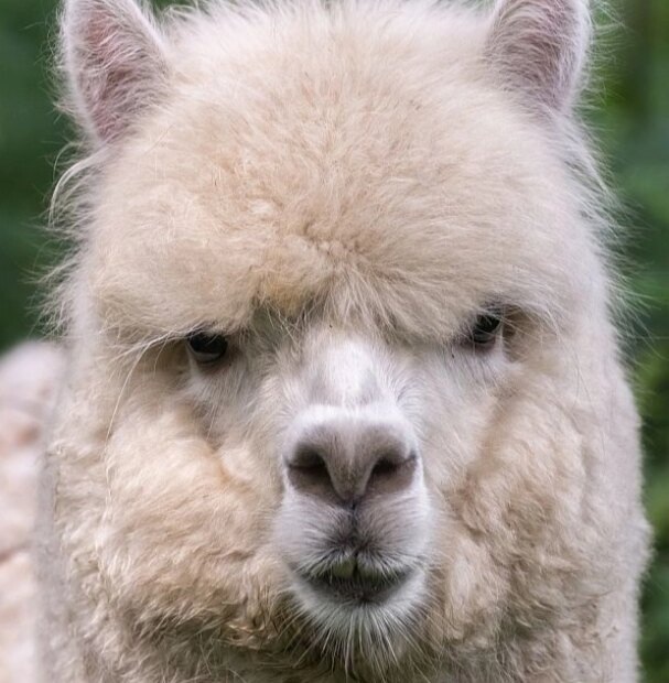    Изображение с сайта новосибирского зоопарка им. Р.А. Шило