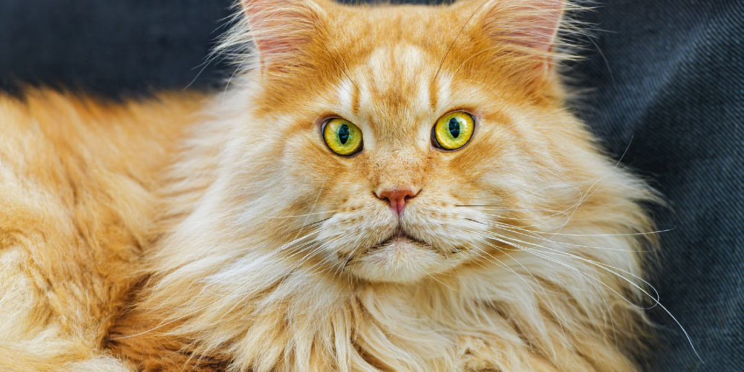 10 преданных пород кошек, которые не променяют хозяина на кусок колбасы