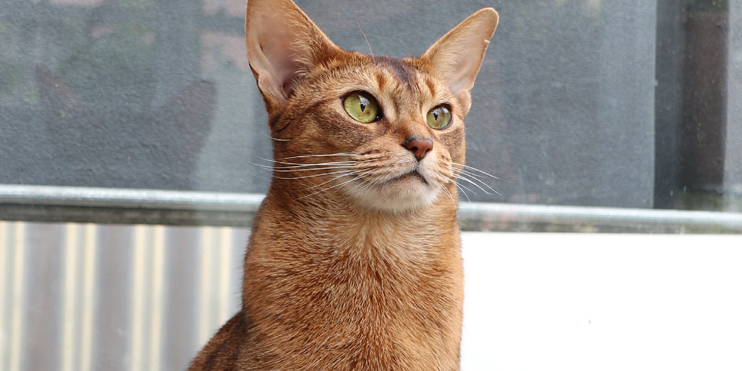 10 преданных пород кошек, которые не променяют хозяина на кусок колбасы