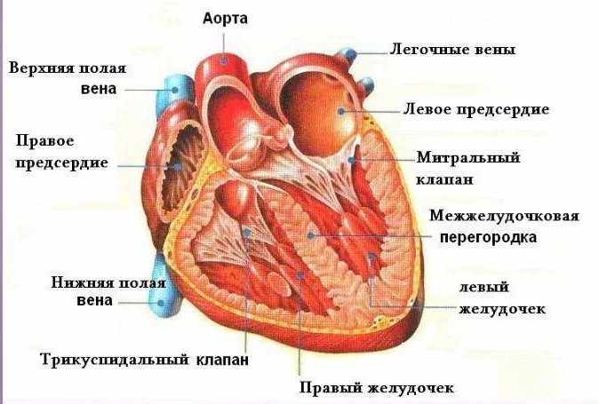 Сердце в разрезе