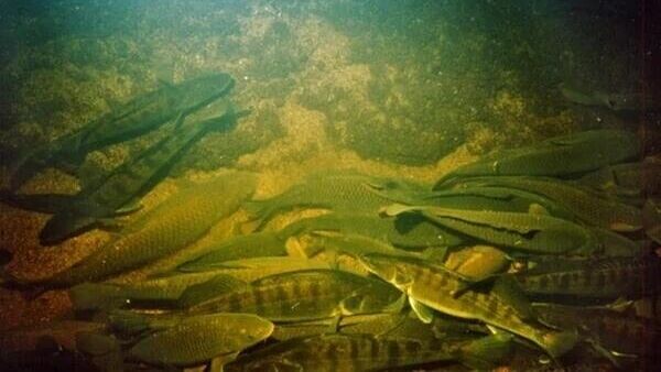    © Госинспекция охраны животного и растительного мира