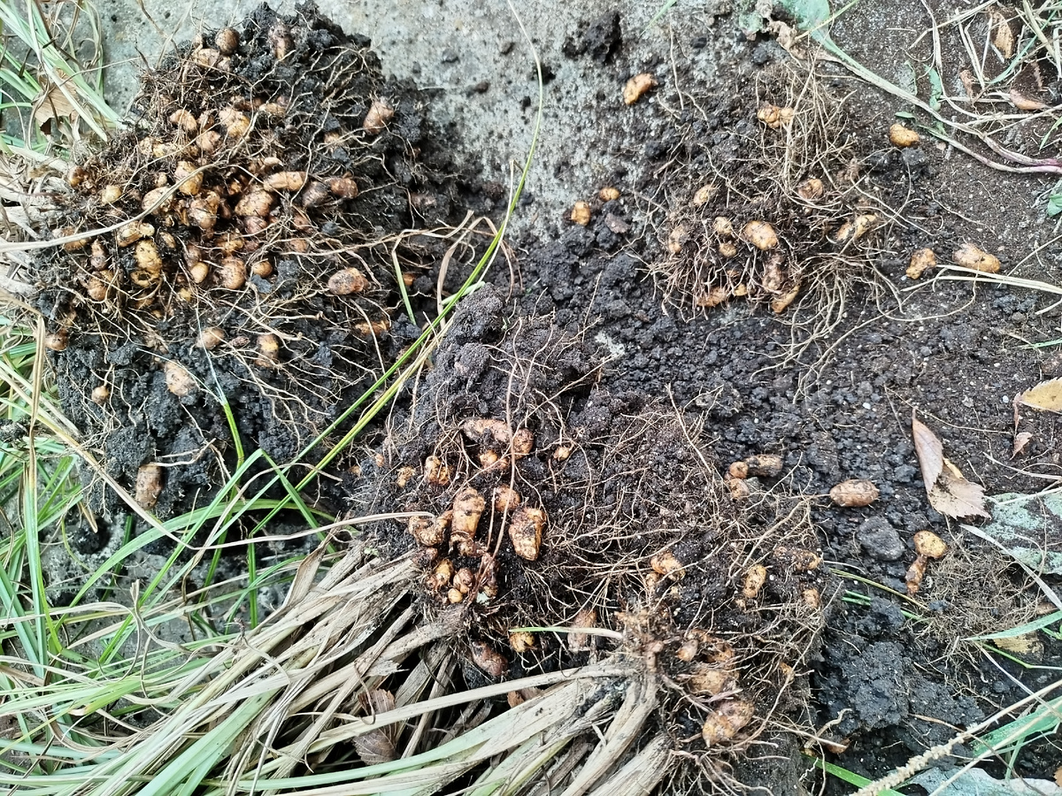 В процессе разбора кустиков