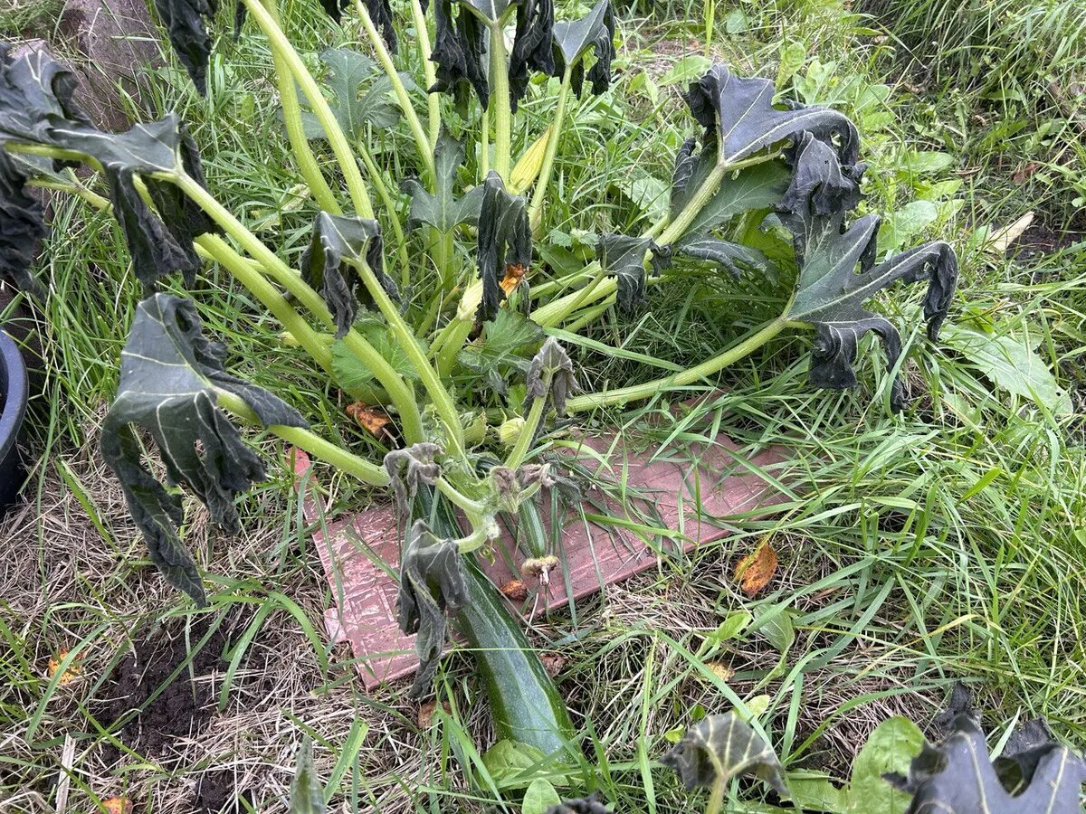    Фото: читательница Мойки78