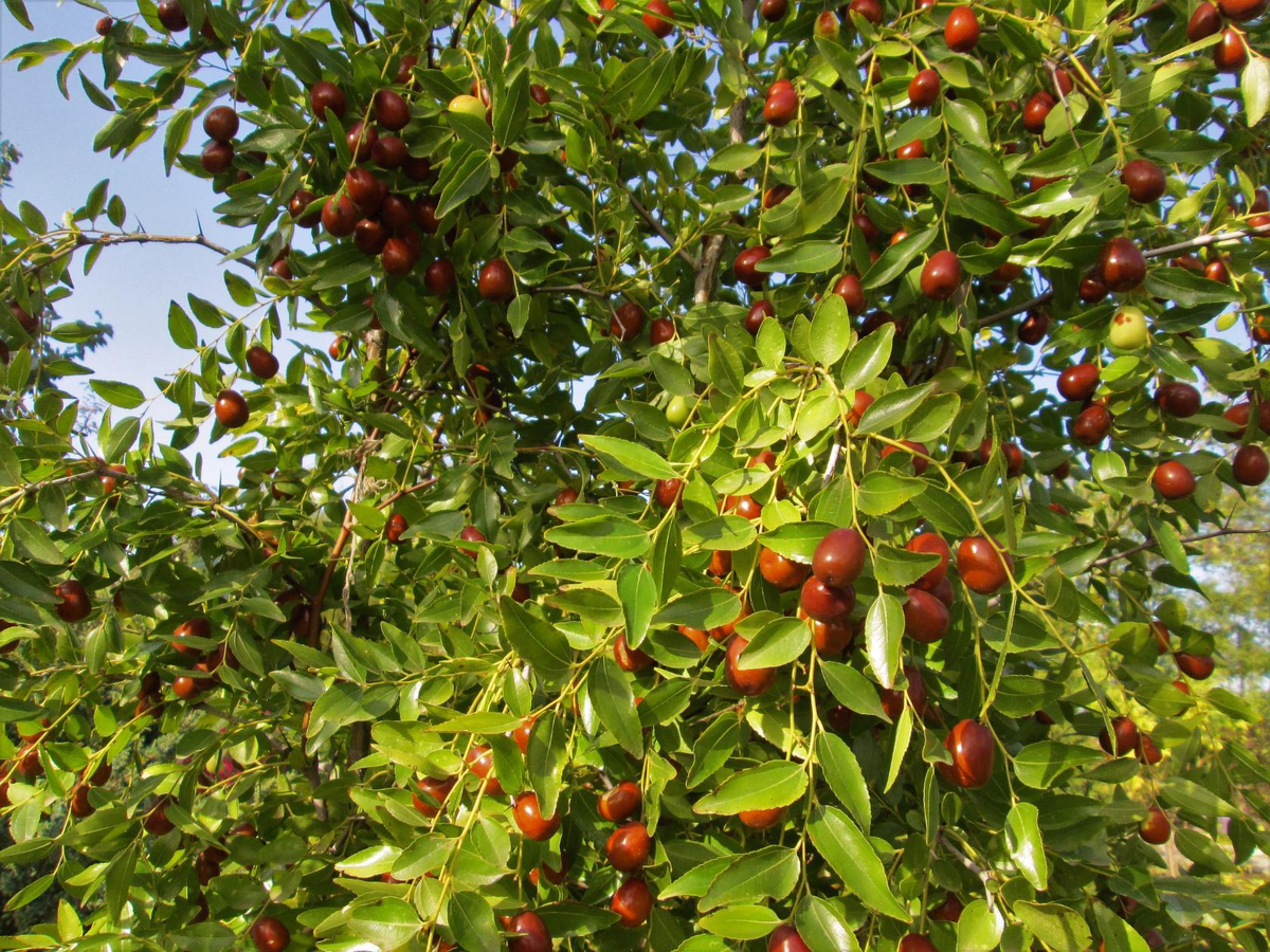 Вот так растёт зизифус. Фото из интернета