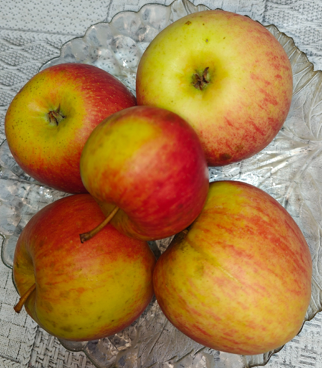 Яблоки чемпион. 