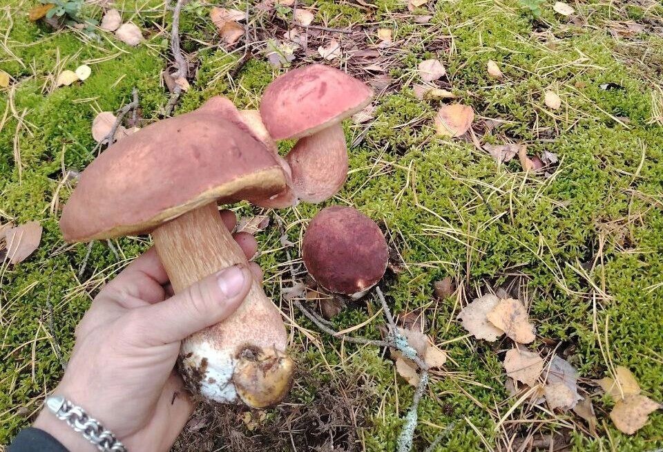     Источник: newsnn.ru