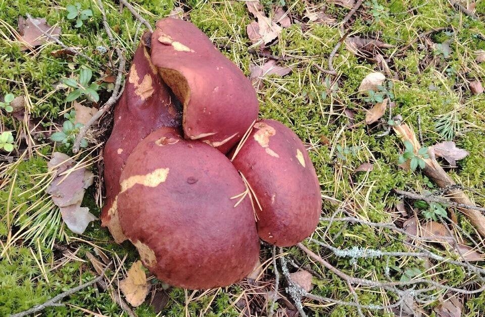     Источник: newsnn.ru