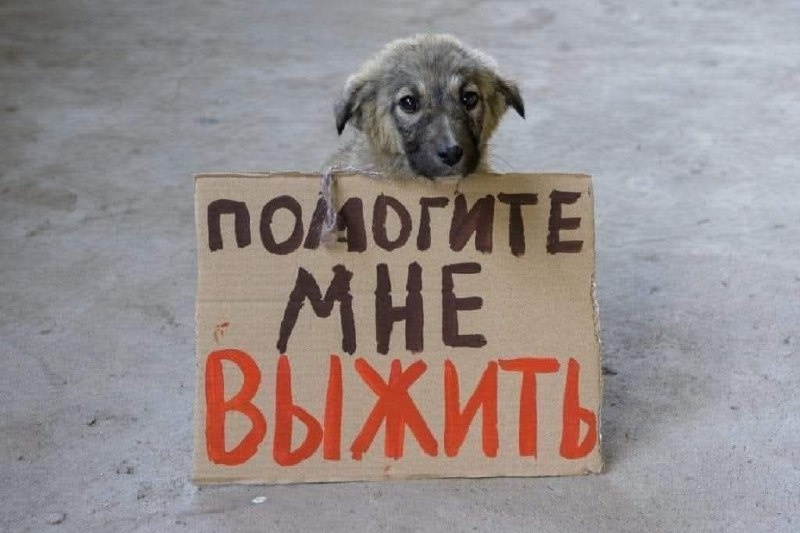 Не у всех есть возможность взять домой бездомное животное, но у многих есть возможность подарить им хотя бы 1 день жизни