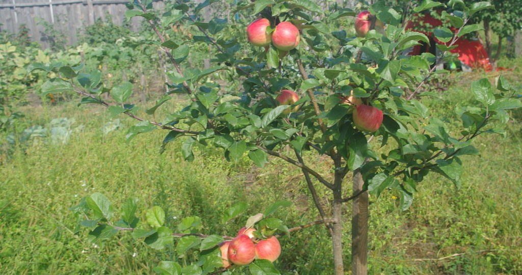 О том, почему люди перестали разбивать сады, а начали заводить вместо них глупые газоны.
