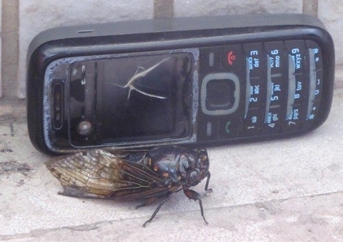 Любимый Nokia 1208 Сильвы в Китае. 2015 год