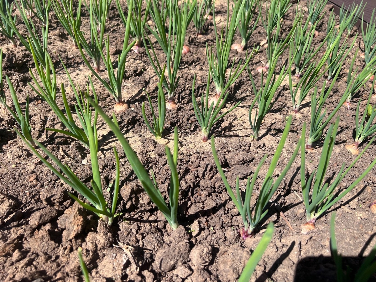    Про озимый лук: первое правило успешной посадки - и еще 2 хитрости. Методы против подмерзания севка и для укоренения: взойдет каждая луковка