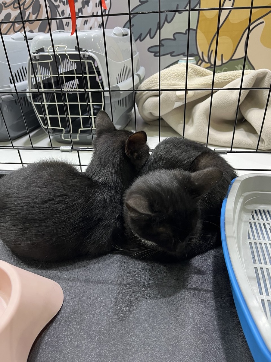 Коты из приюта московского. 