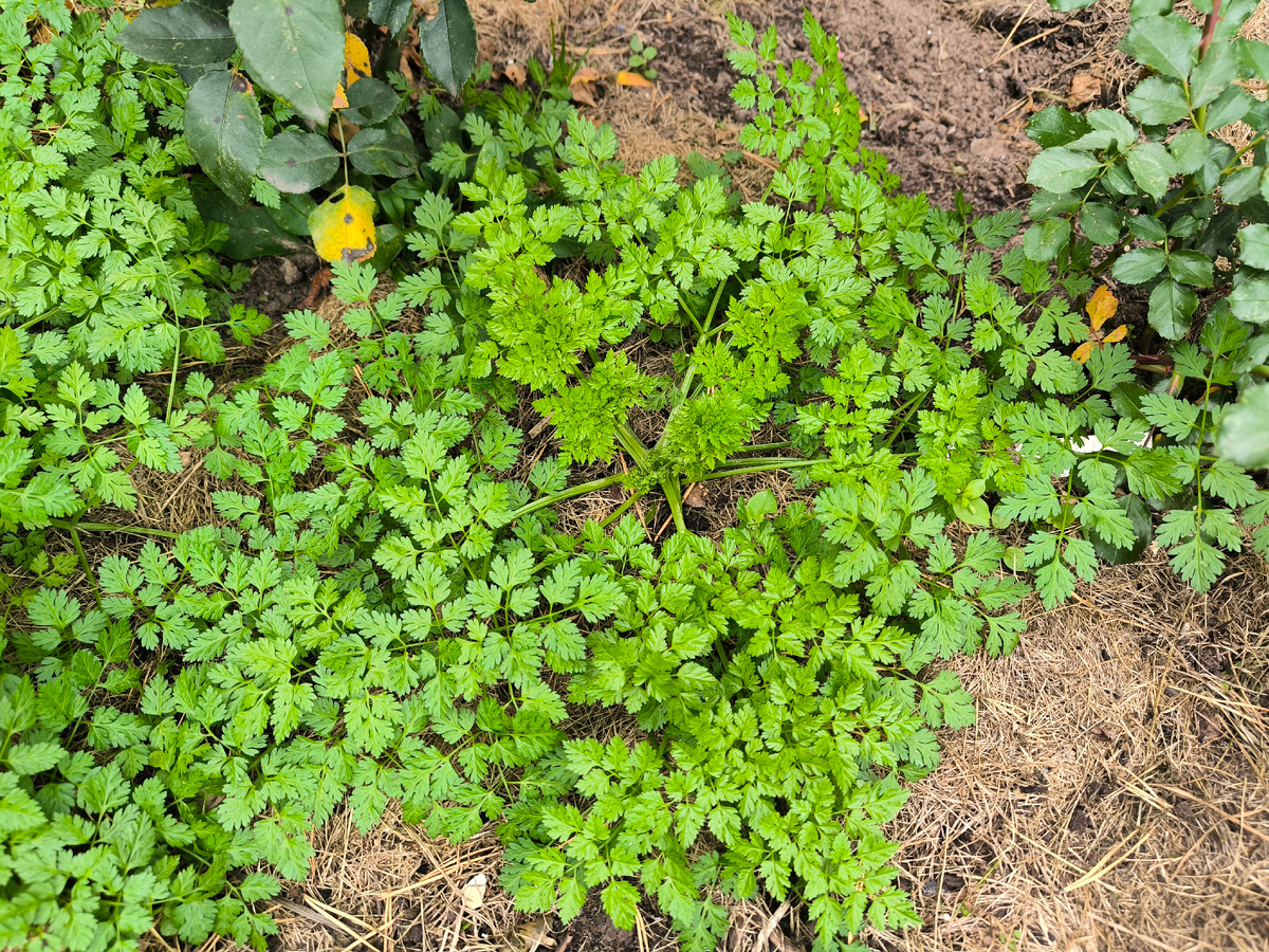Кустики кервеля у нас обычно растут самосевом. Такой я срезала сегодня.
