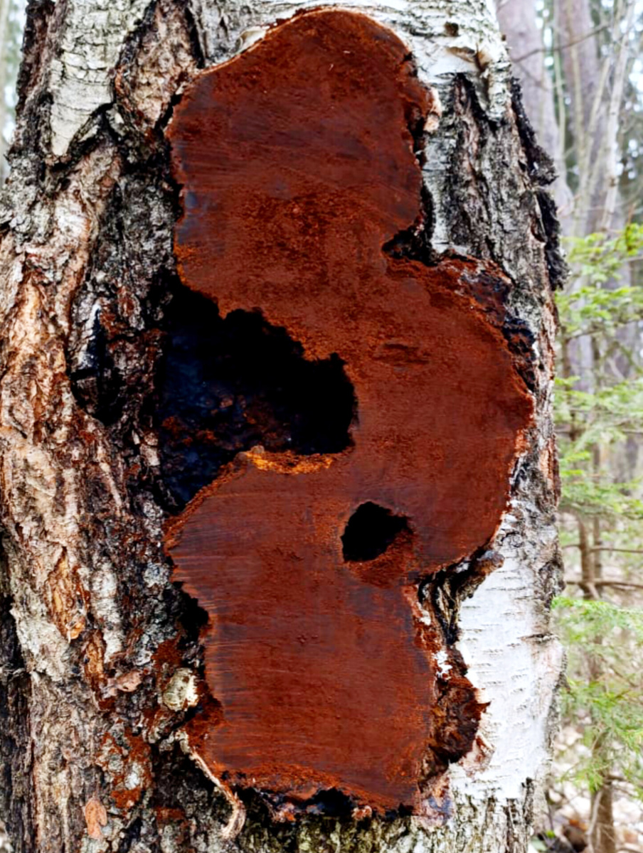 Срез чаги на 3 кг