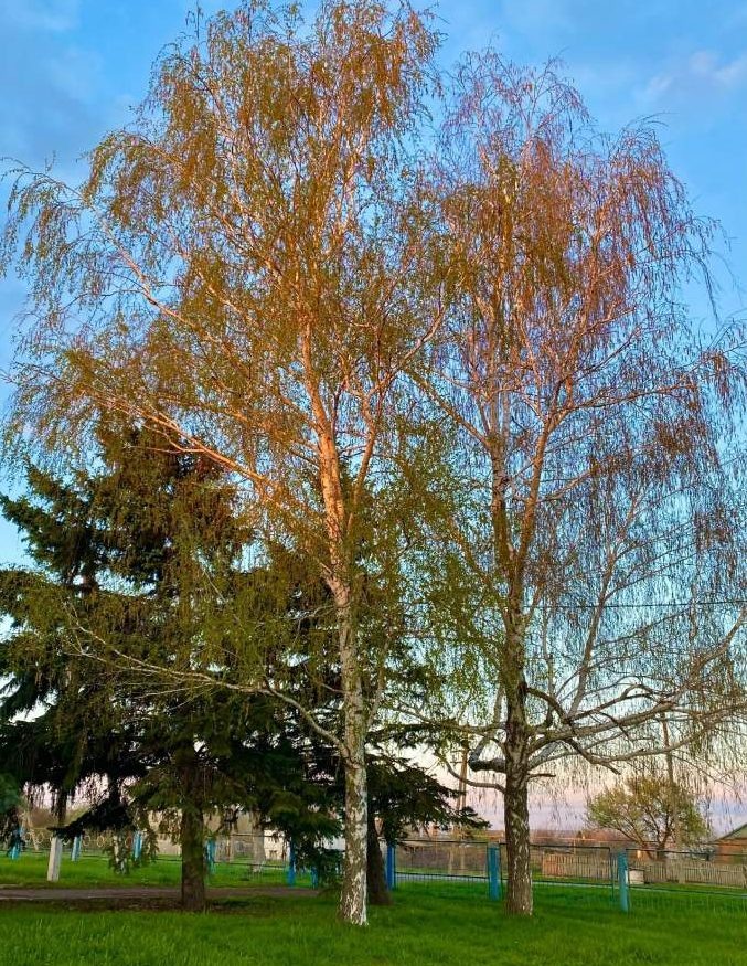    фото "Веселовские вести" Людмила Сахарчук Веселовские вести