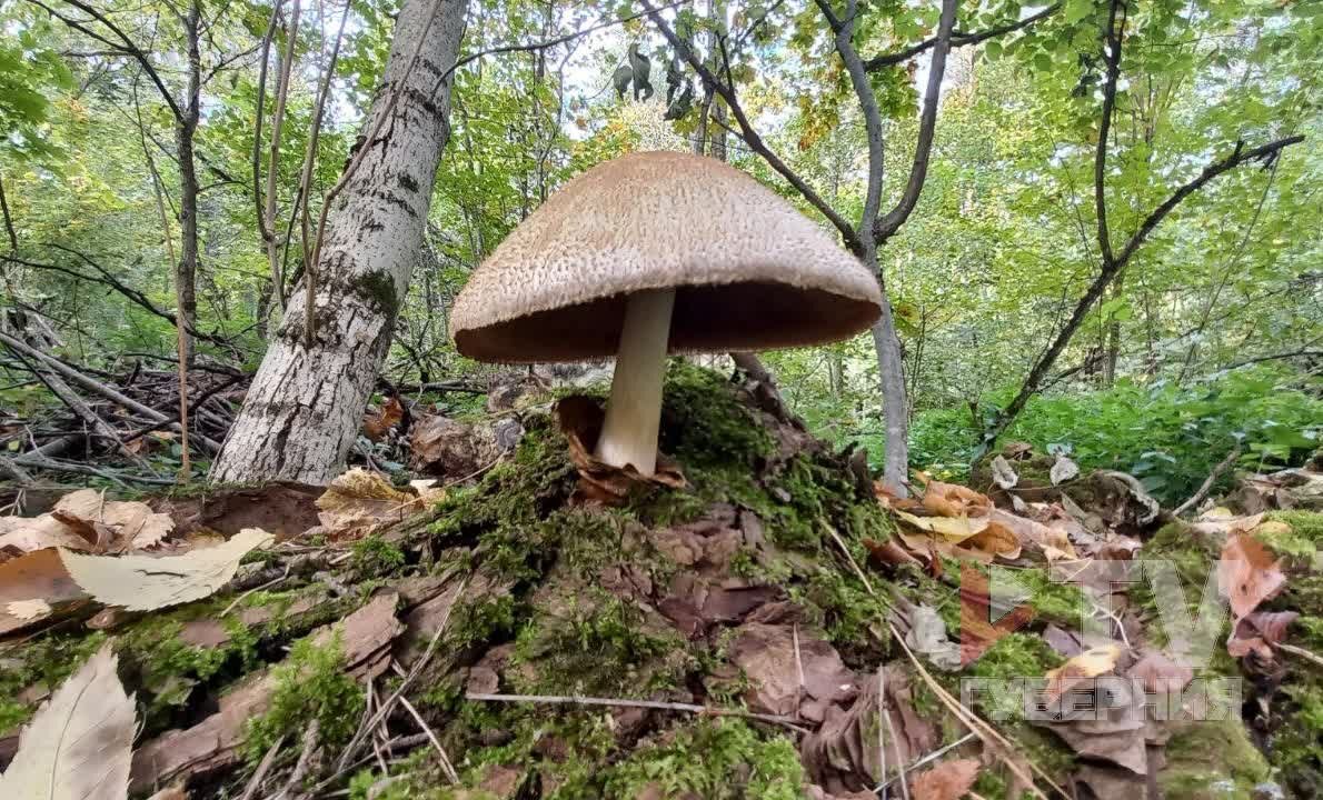     Фото предоставлены очевидцем