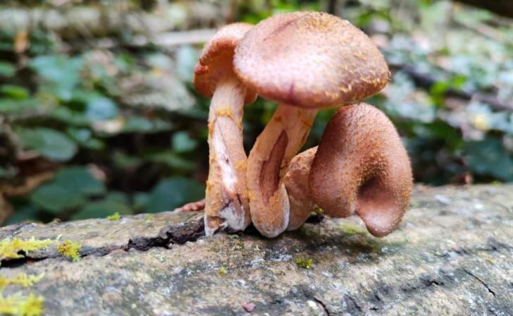    фото Курские Известия