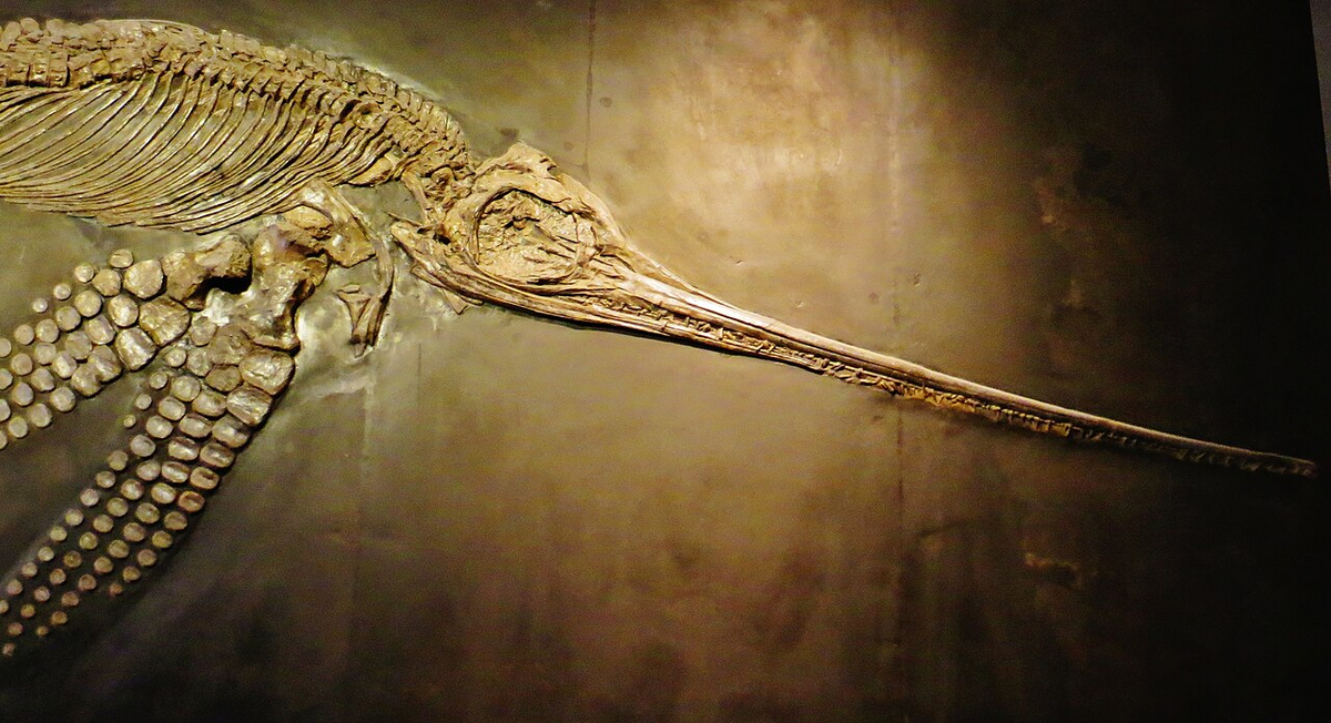 Скелет эвринозавра