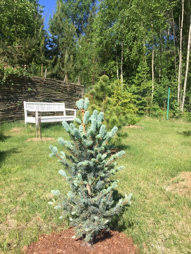 2018  Picea pungens Iseli Fastigiate
