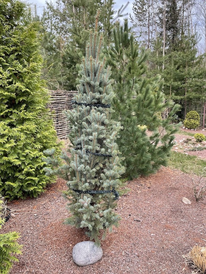 2024  Picea pungens Iseli Fastigiate
