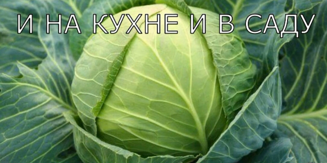 Заготовка на зиму. Как сохранить капусту в свежем виде до весны.