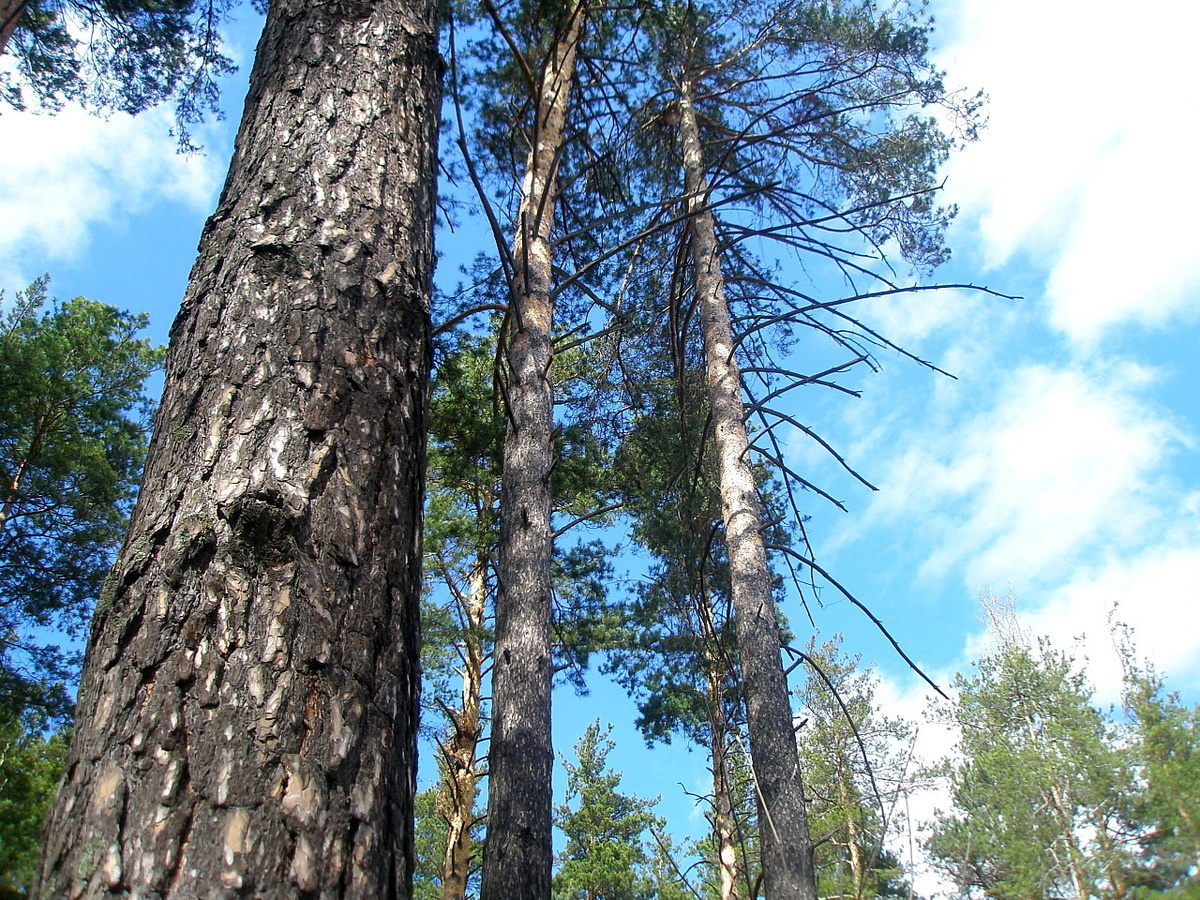 Фото: Стволы сосны обыкновенной