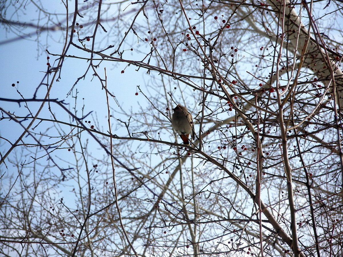 Фото: Свиристель